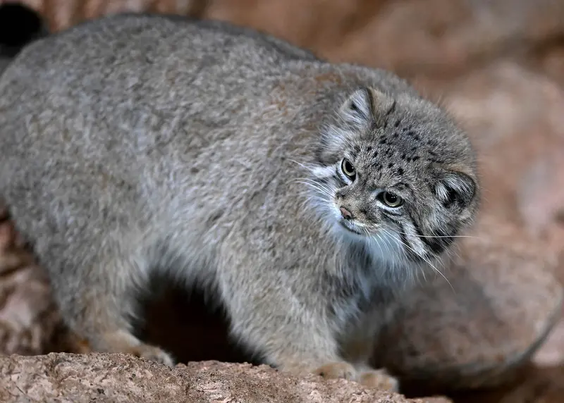 A photograph of Ruby in Brookfield Zoo Chicago