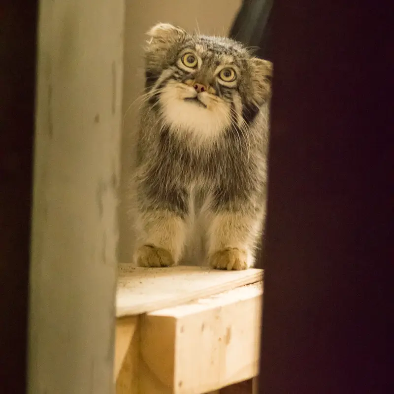 A photograph of Figa in Nogeyama Zoo