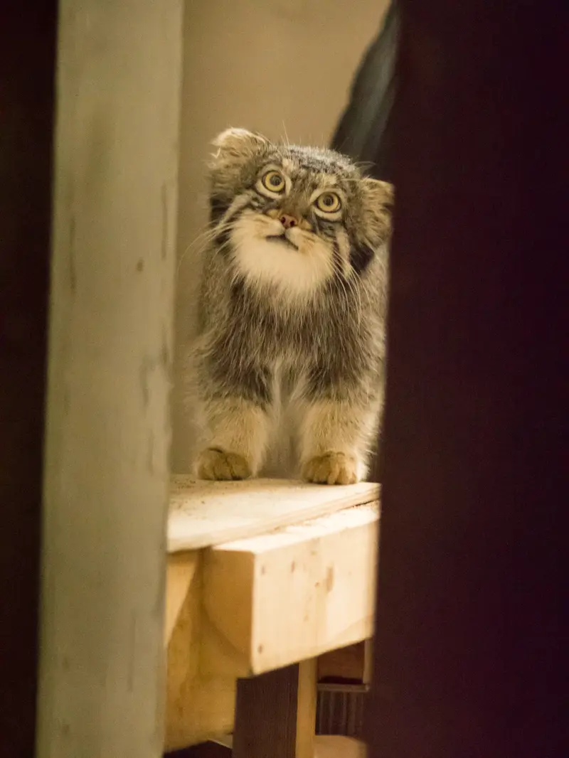 A photograph of Figa in Nogeyama Zoo