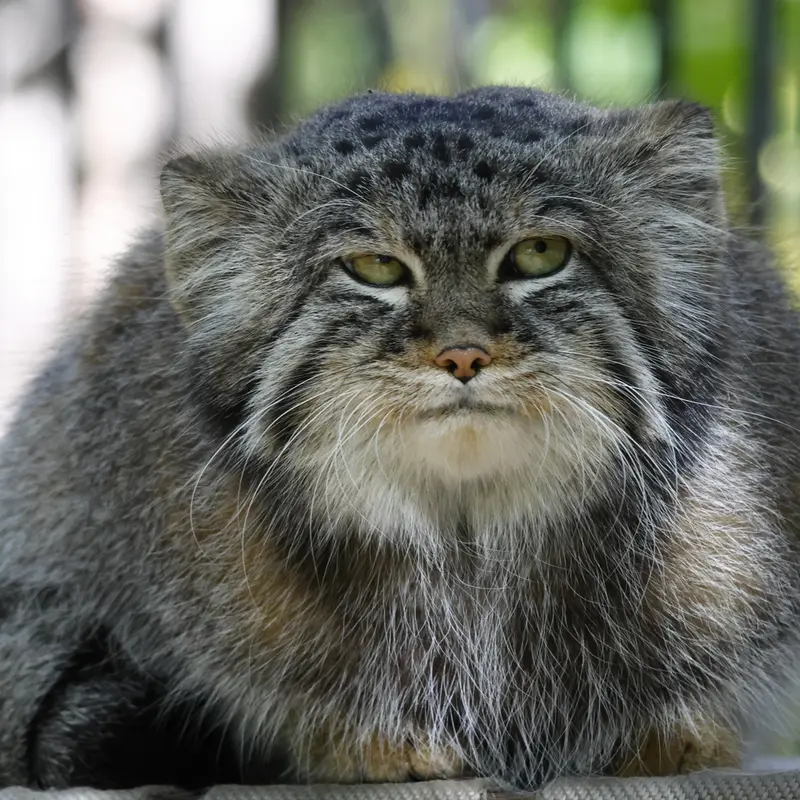 A photograph of Sylvester in Novosibirsk Zoo