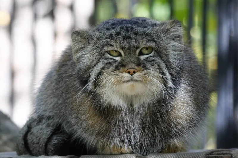 A photograph of Sylvester in Novosibirsk Zoo