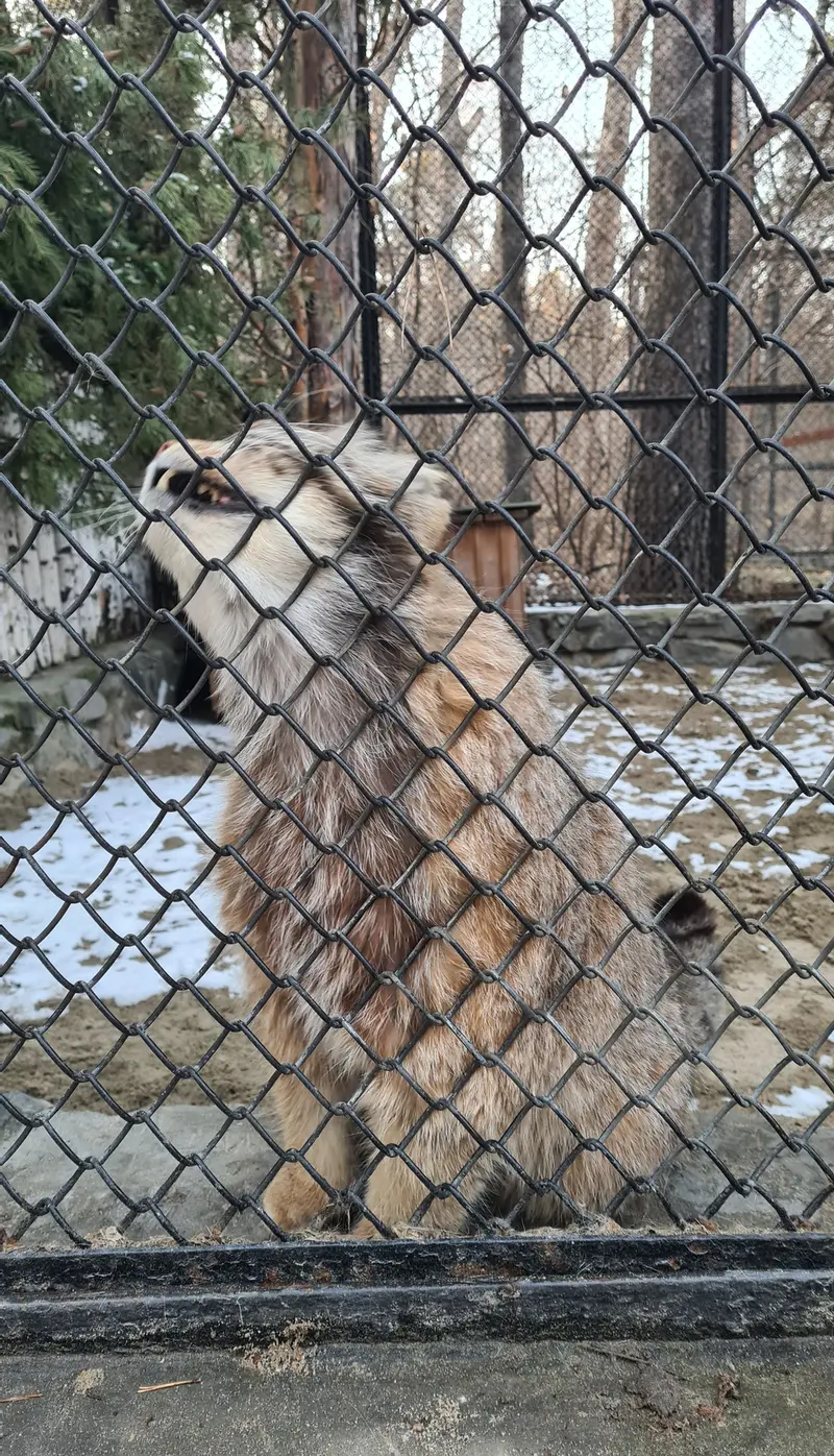 A photograph of a Pallas's cat