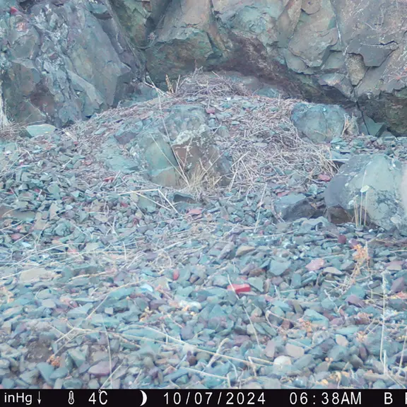 A photograph of Otocolobus manul manul from Egizkara [new] camera trap