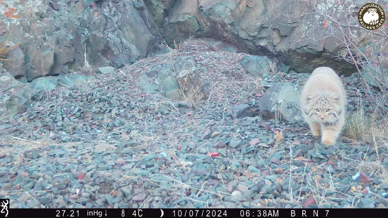 A photograph of Otocolobus manul manul from Egizkara [new] camera trap