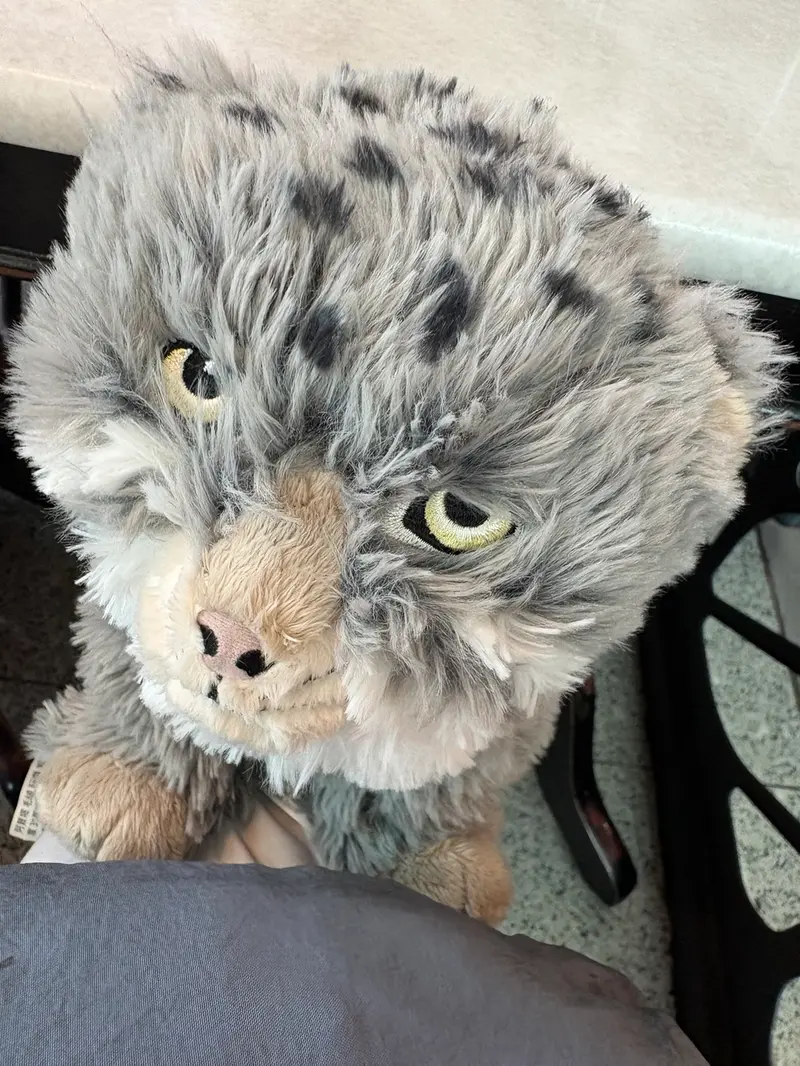 A photograph of a Pallas's cat