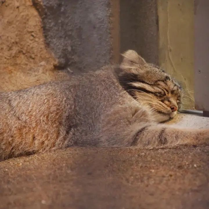 A photograph of a Pallas's cat in Nogeyama Zoo