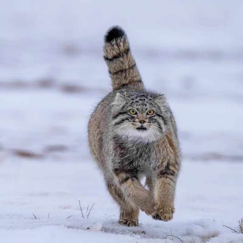 A photograph of a Pallas's cat