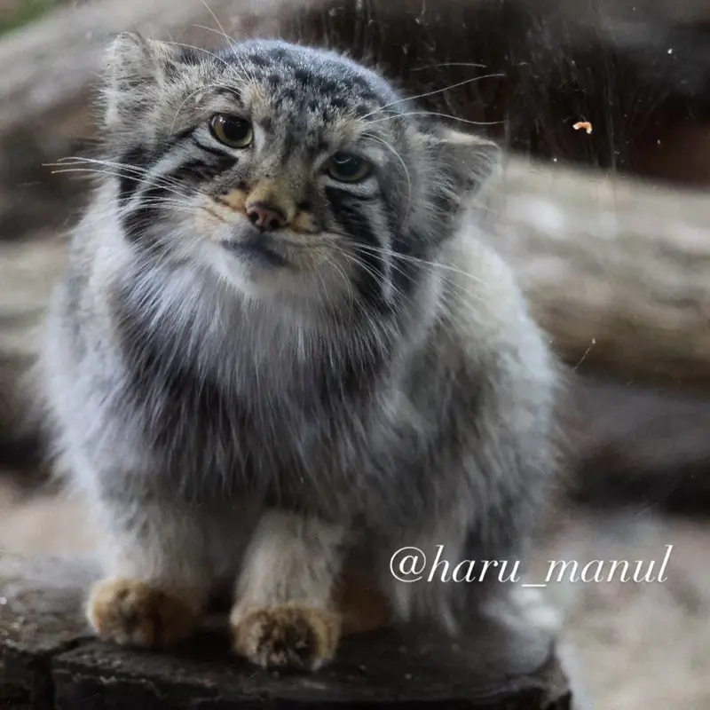 A photograph of Nagomu in Nasu Animal Kingdom