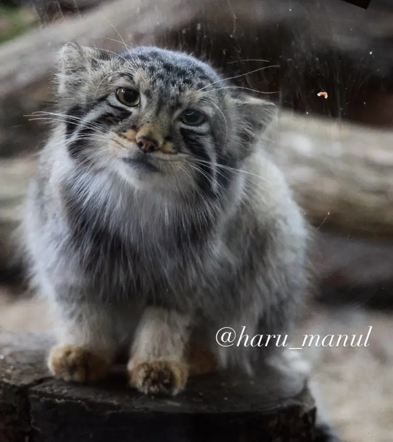 A photograph of Nagomu in Nasu Animal Kingdom