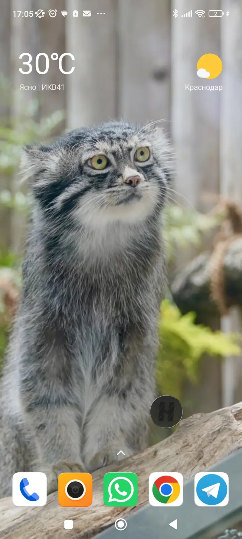 A photograph of a Pallas's cat