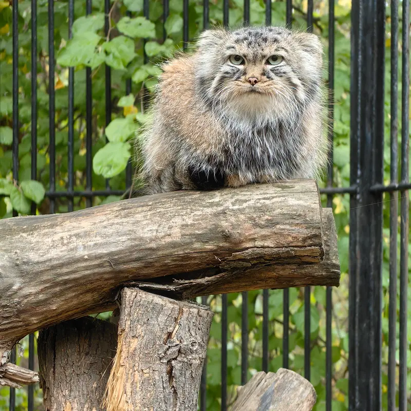 A photograph of Gabi in Novosibirsk Zoo