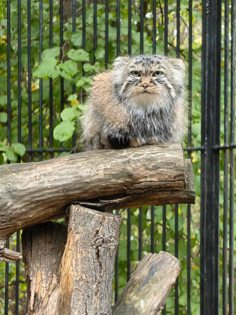 A photograph of Gabi in Novosibirsk Zoo