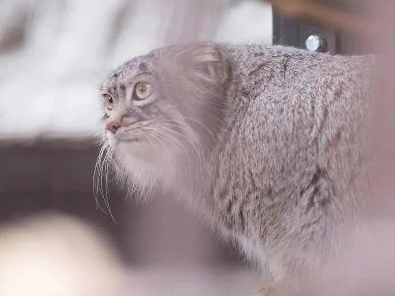 A photograph of Figa in Nogeyama Zoo