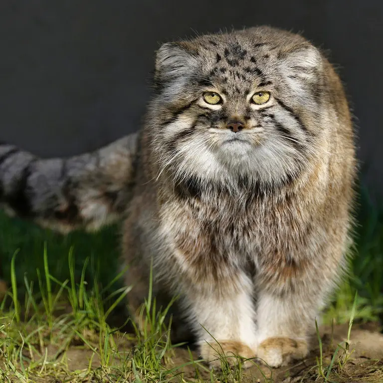 A photograph of Dima in Grasleben Zoo