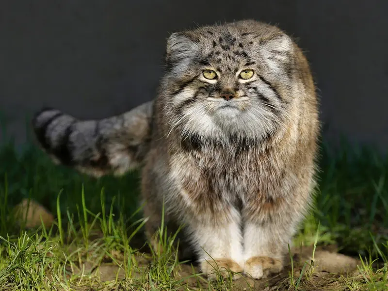 A photograph of Dima in Grasleben Zoo