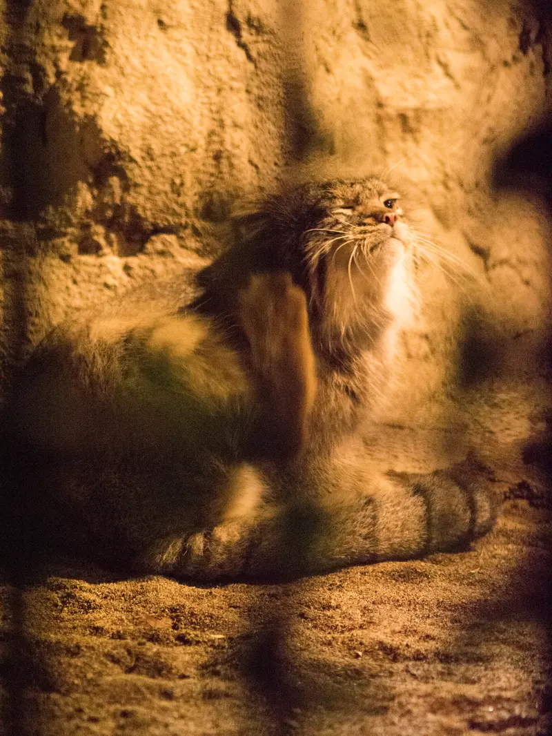 A photograph of Figa in Nogeyama Zoo