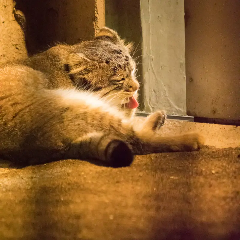 A photograph of Figa in Nogeyama Zoo