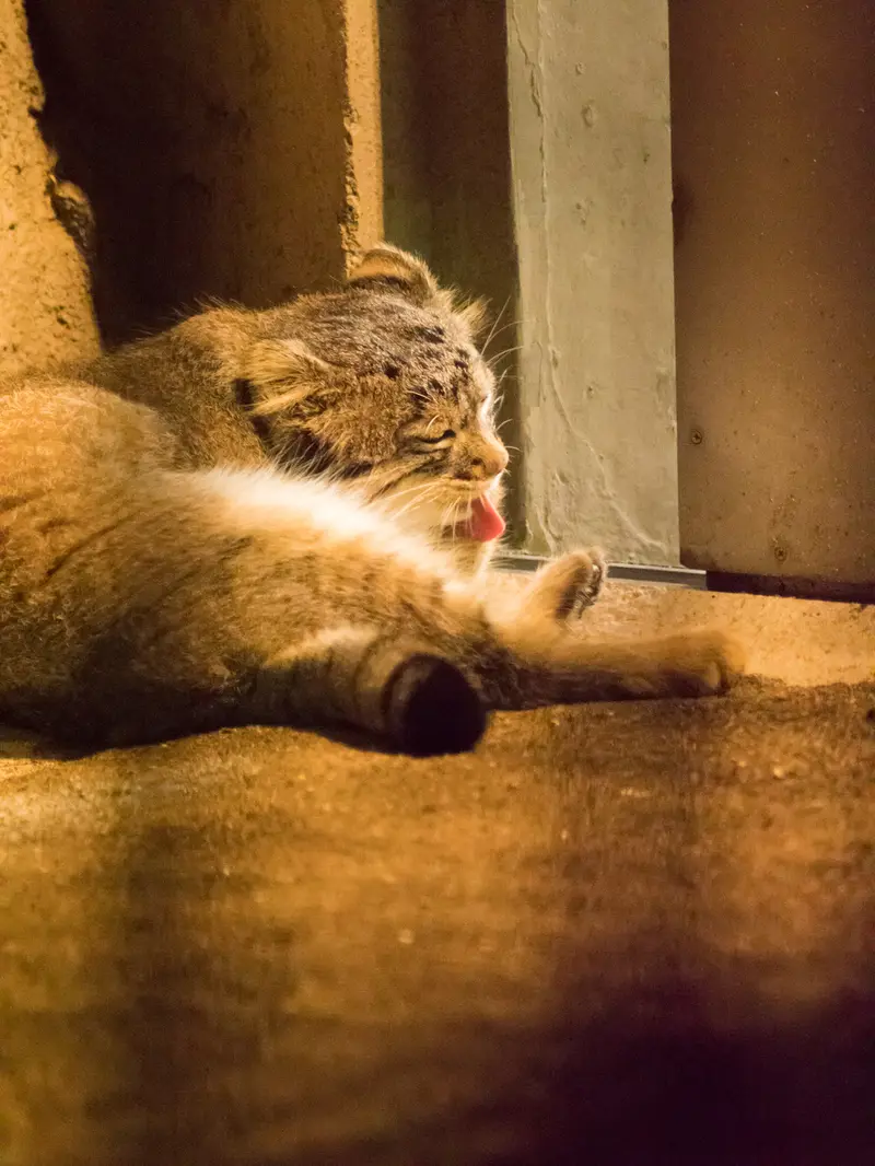 A photograph of Figa in Nogeyama Zoo