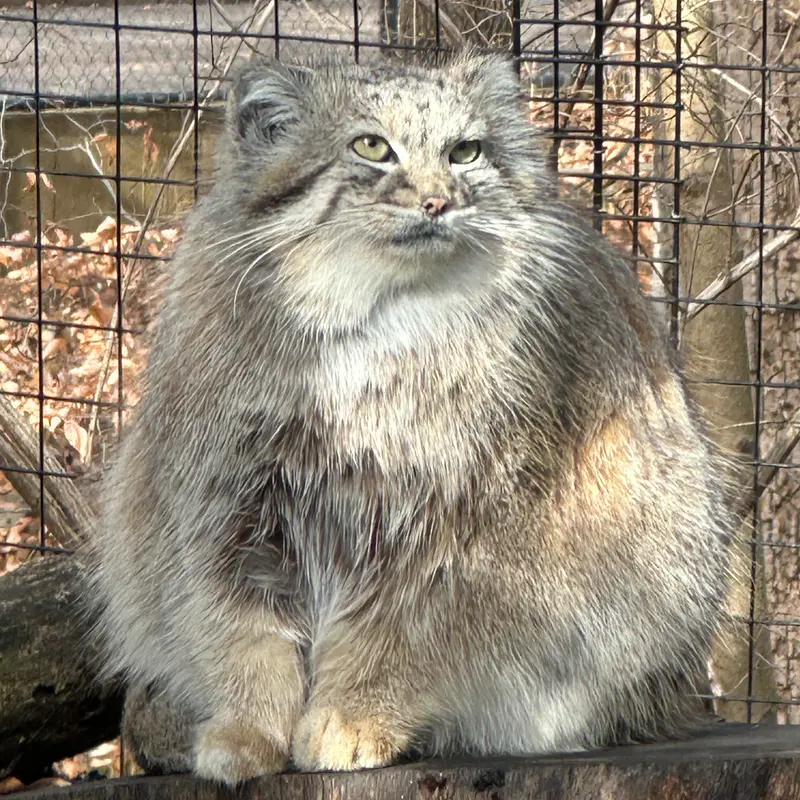A photograph of Akar in Smithsonian's National Zoo