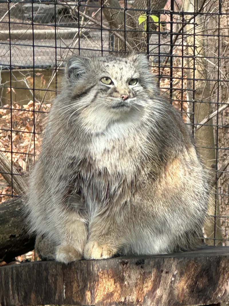 A photograph of Akar in Smithsonian's National Zoo
