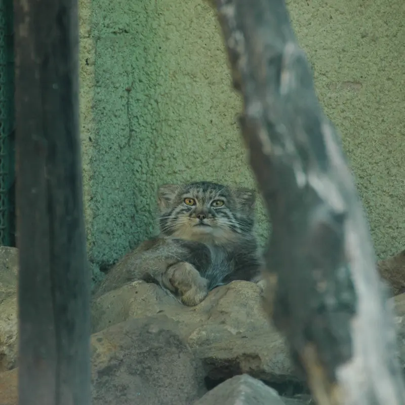A photograph of Boris Ⅱ in Budapest Zoo & Botanical Garden