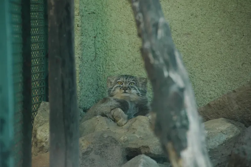 A photograph of Boris Ⅱ in Budapest Zoo & Botanical Garden