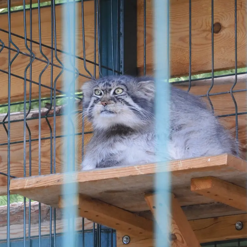 A photograph of a Pallas's cat
