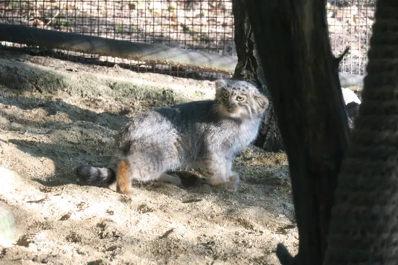 A photograph of a Pallas's cat in Brno Zoo