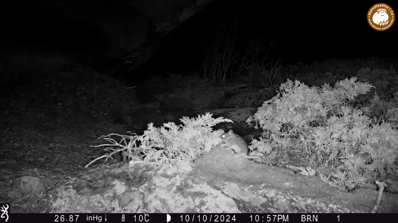 A photograph of Flat-headed vole from Shubaraigyr camera trap