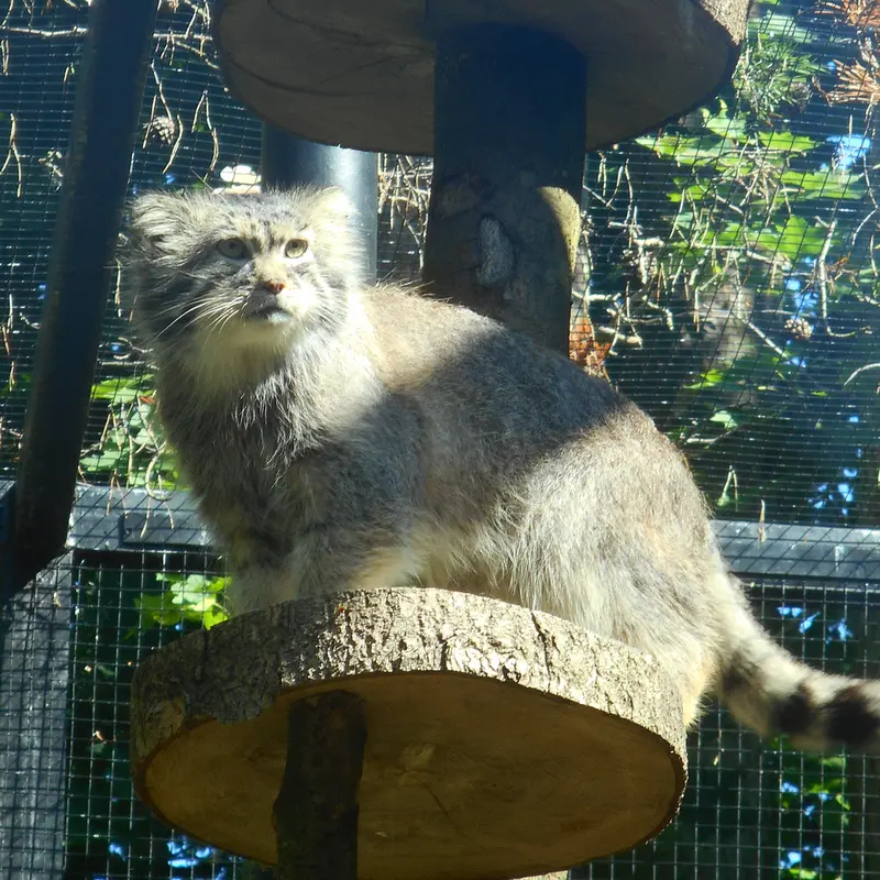 A photograph of a Pallas's cat