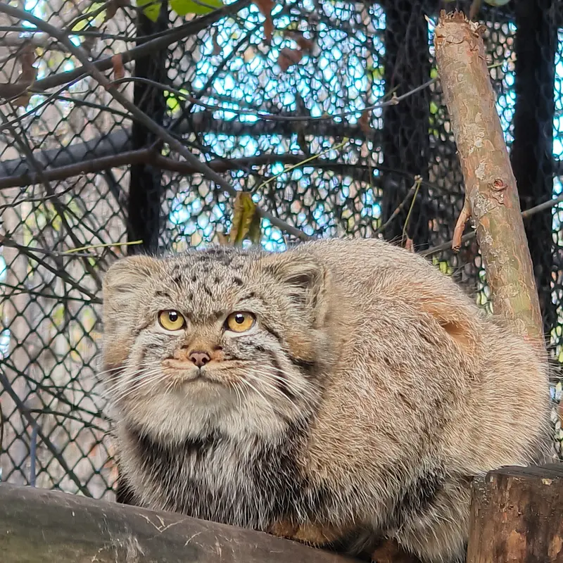 A photograph of Daughter of Adele b.2026 Ⅱ in Novosibirsk Zoo