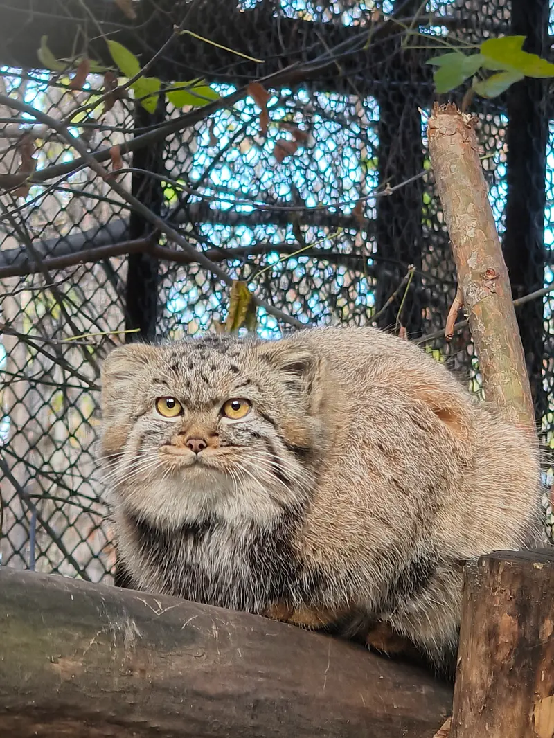 A photograph of Daughter of Adele b.2026 Ⅱ in Novosibirsk Zoo