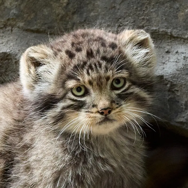 Kitten of Lolo b.2026 Ⅱ the Pallas's cat from Novosibirsk Zoo