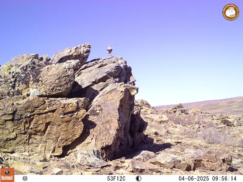 A photograph of a Pallas&#039;s cat from Karashoky camera trap