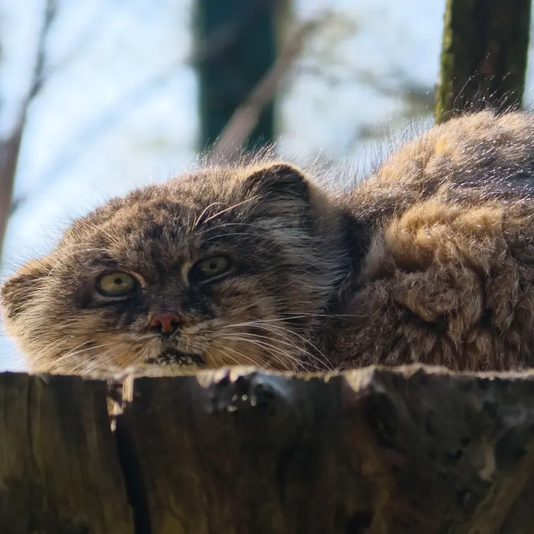 A photograph of Pazzo in Łódź Zoo