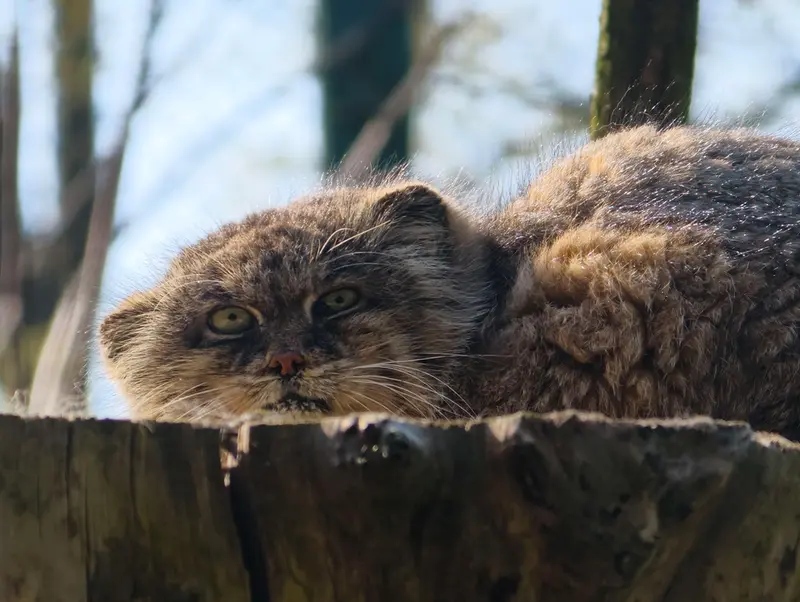 A photograph of Pazzo in Łódź Zoo