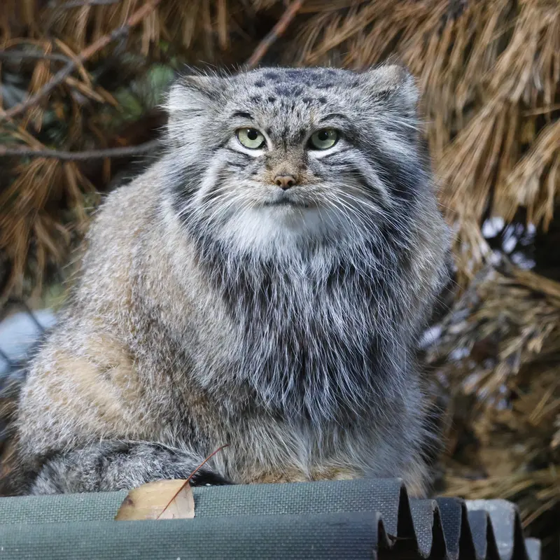 A photograph of Snezhinka in Novosibirsk Zoo