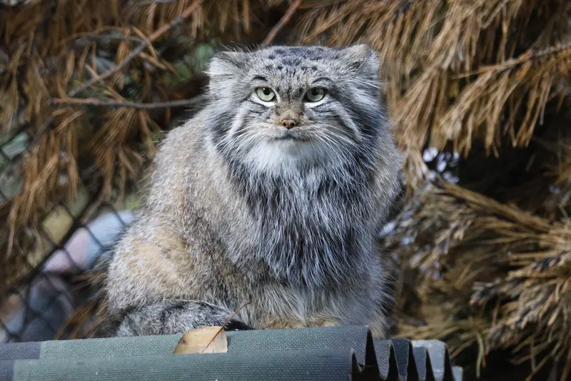 A photograph of Snezhinka in Novosibirsk Zoo
