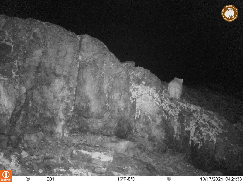 A photograph of Otocolobus manul manul from Aktas-Kunkora camera trap