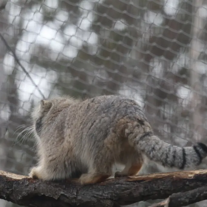 A photograph of a Pallas's cat