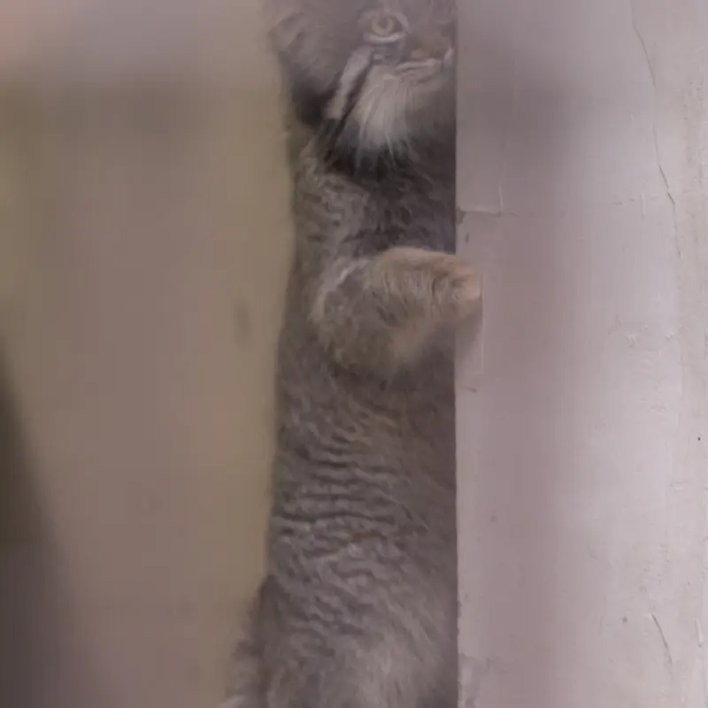 A photograph of Figa in Nogeyama Zoo