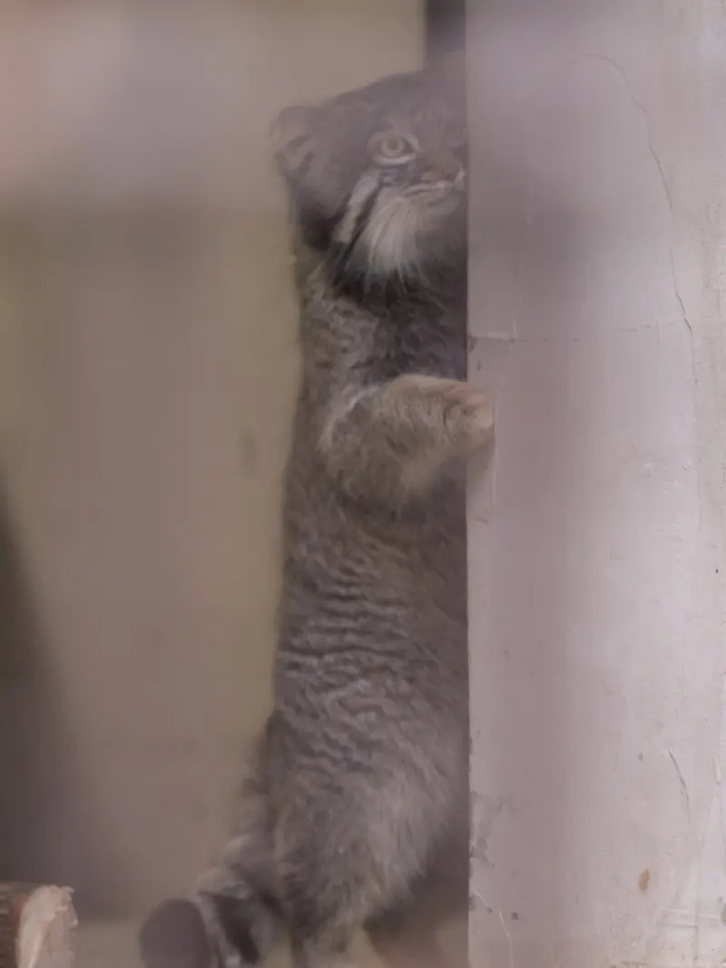 A photograph of Figa in Nogeyama Zoo