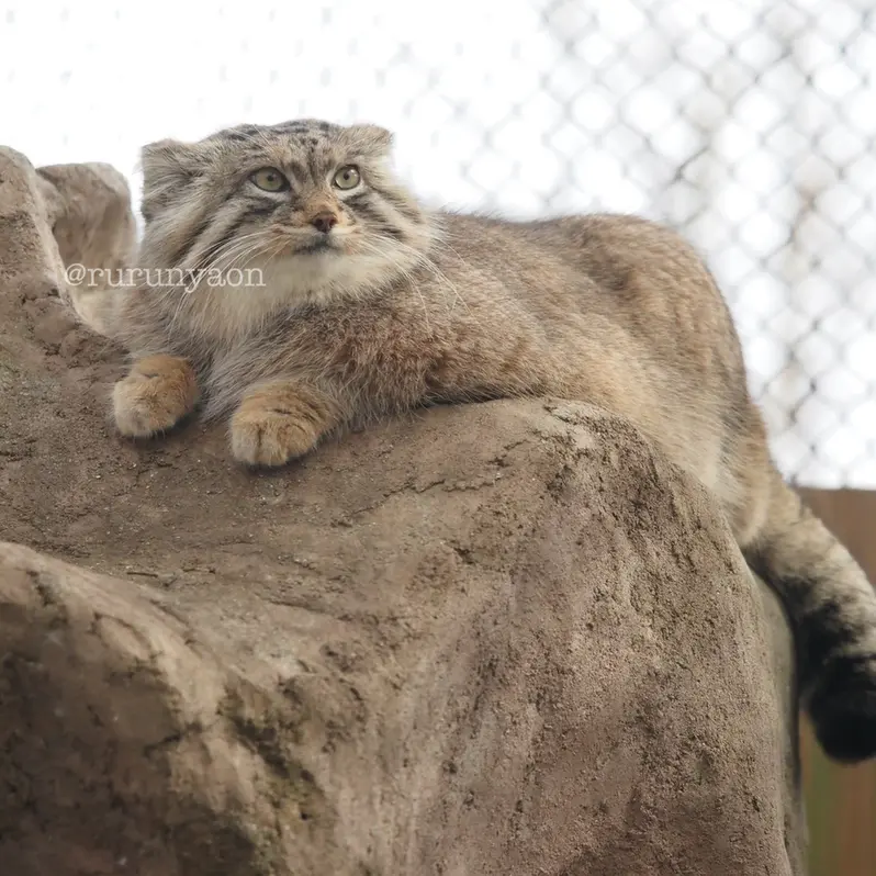 A photograph of Oliva in Saitama Children's Zoo