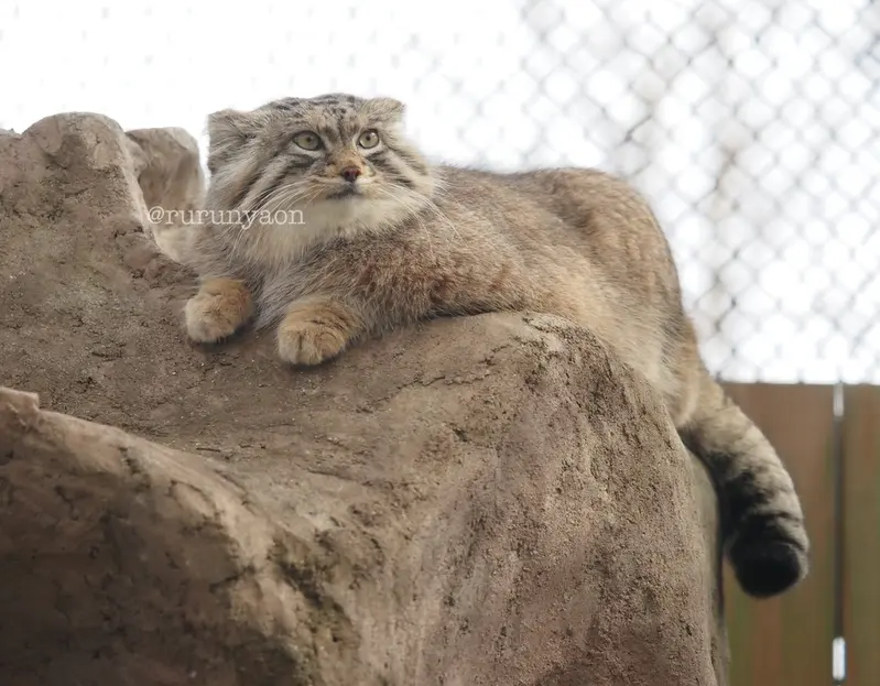 A photograph of Oliva in Saitama Children's Zoo