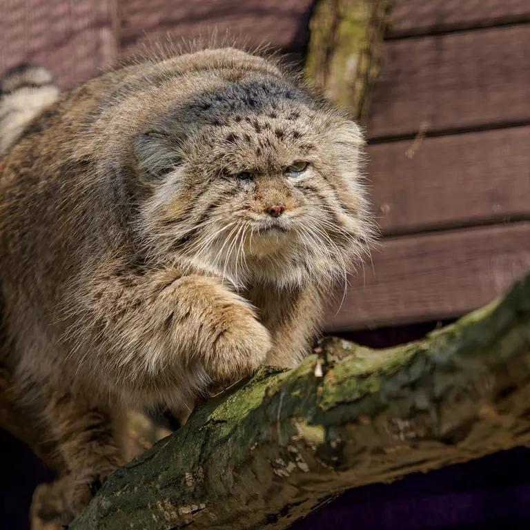 A photograph of Muztau in Brno Zoo