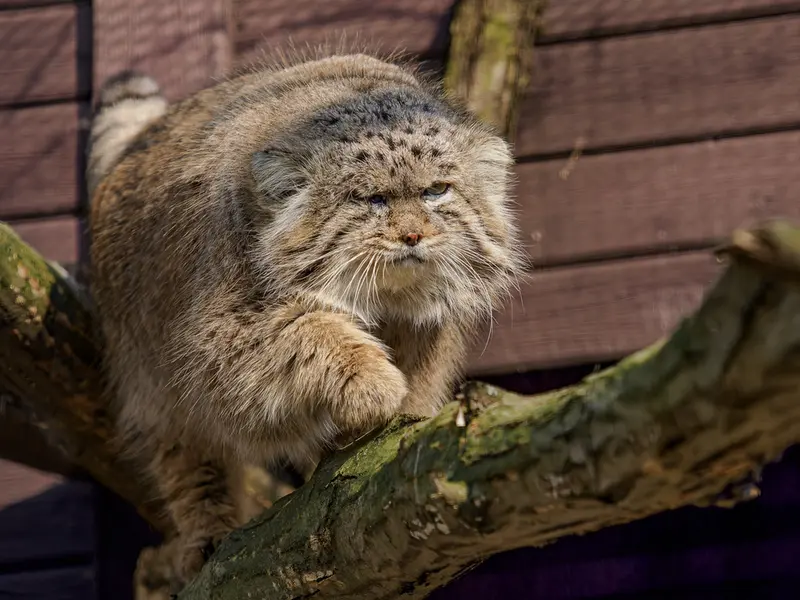 A photograph of Muztau in Brno Zoo