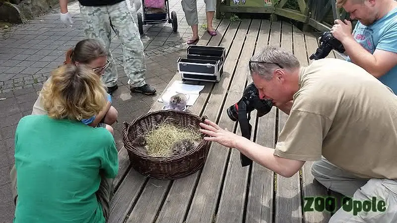 A photograph of a Pallas's cat in Opole Zoo