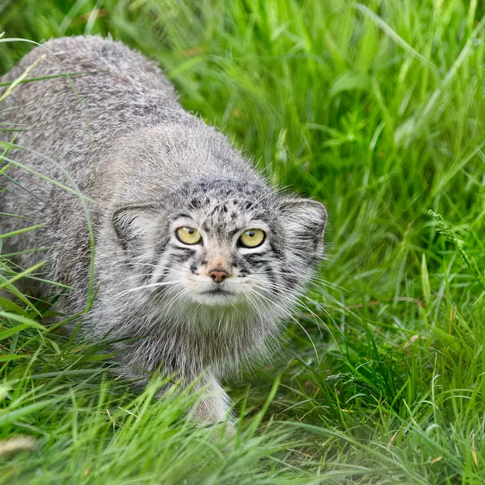 A photograph of a Pallas's cat in Port Lympne Wild Animal Park