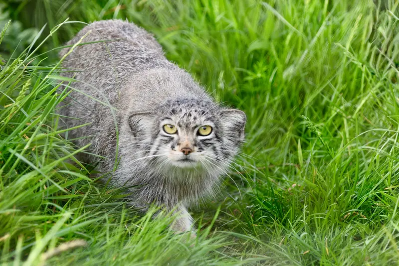 A photograph of a Pallas's cat in Port Lympne Wild Animal Park