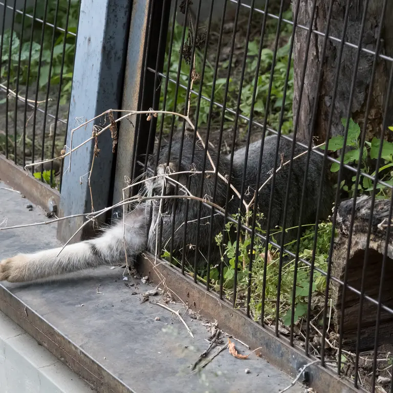 A photograph of Hide in Asahiyama Zoo